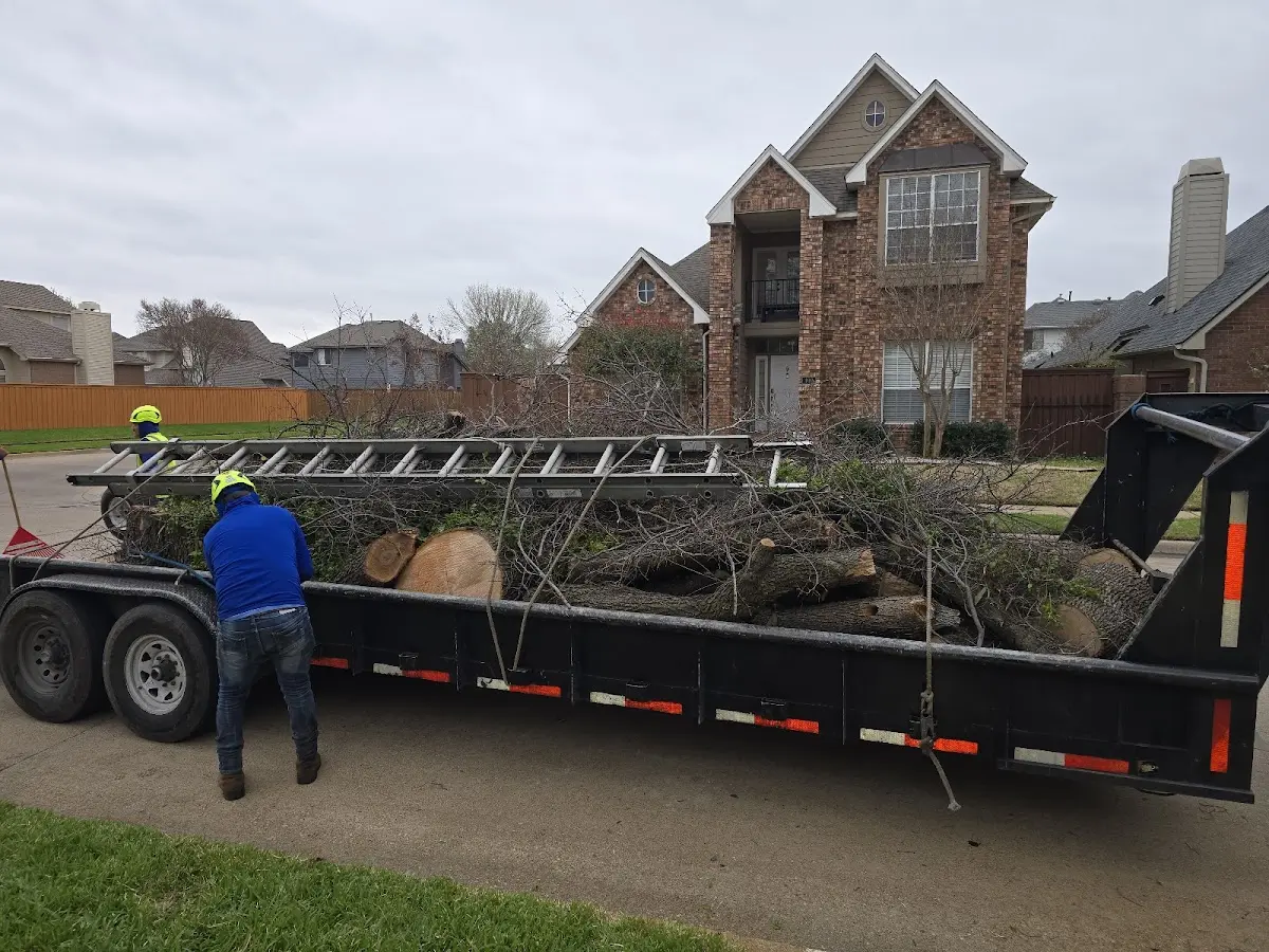 Expert Tree Removal with proper safety equipment in Alpine